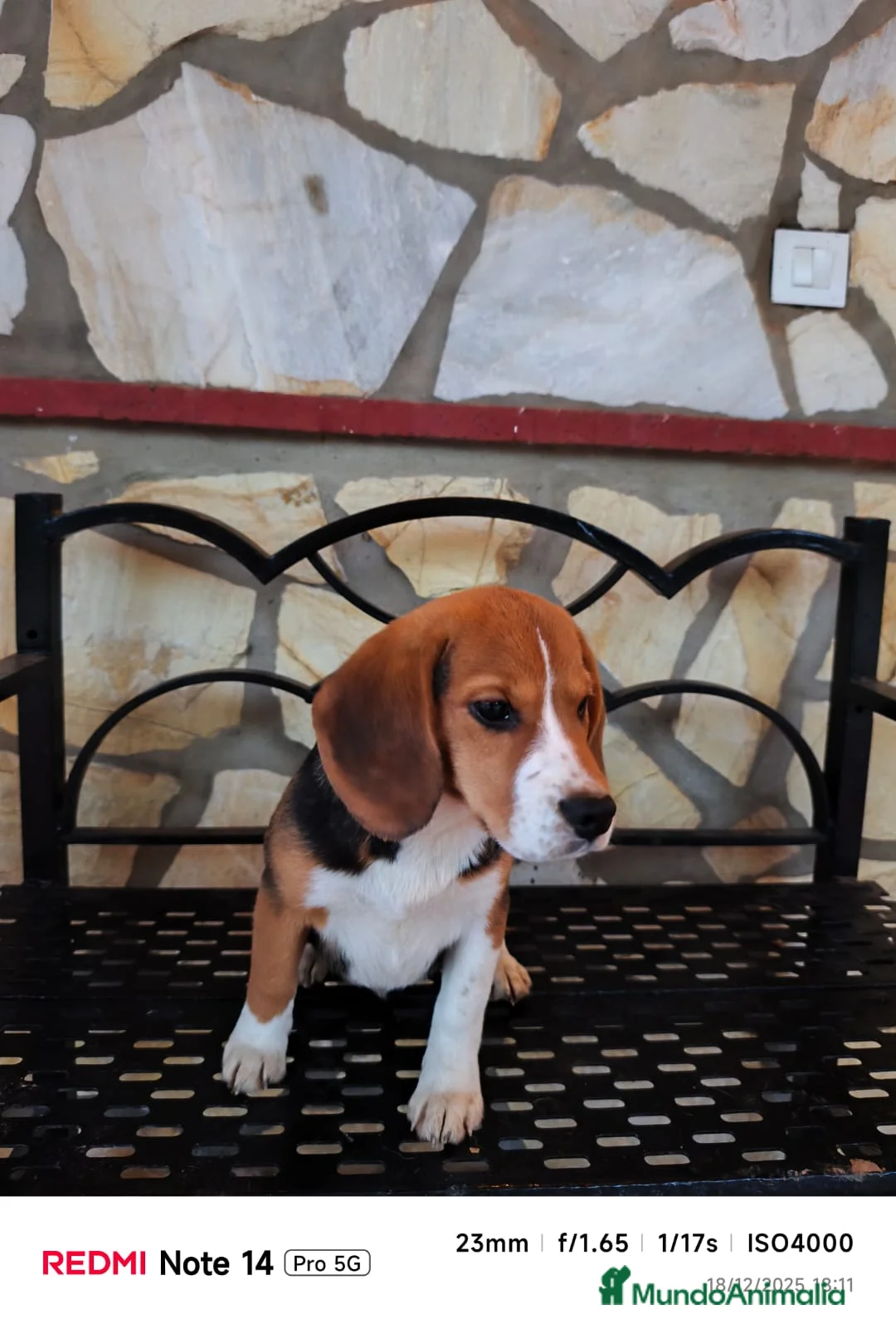 Beagle perros en venta: Cachorros de Beagle  - Anuncio 4