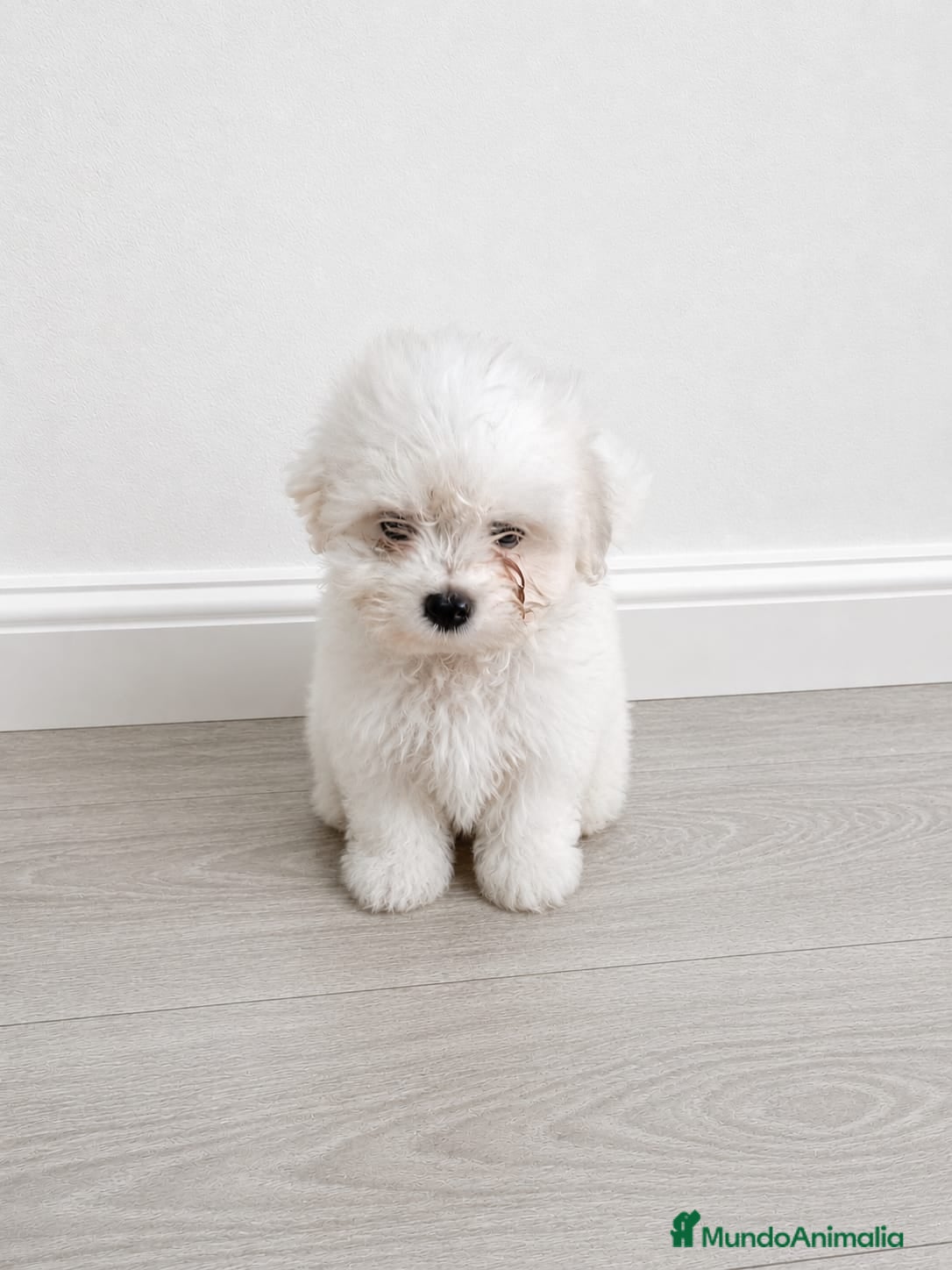 Bichón Maltés perros BICHON MALTES 🐾 - 650€ - Anuncio 2