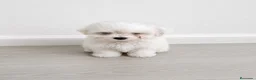 Bichón Maltés perros en venta: BICHON MALTES 🐾 - 650€ en Cáceres - Anuncio 1
