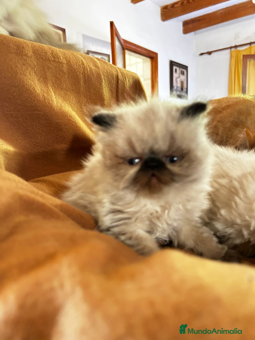 Persa gatos en venta: Persas mallorca - Imagen 3