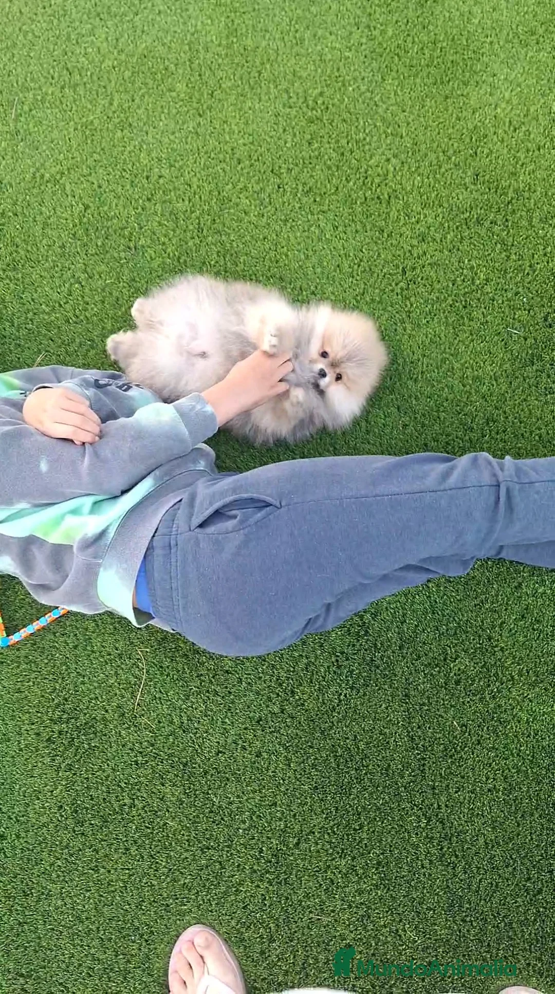 Pomerania perros en venta: Excelente machito pomerania. en Murcia - Anuncio 2