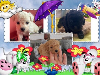 Caniche Toy perros Camada familiar de caniche toy - Anuncio 3