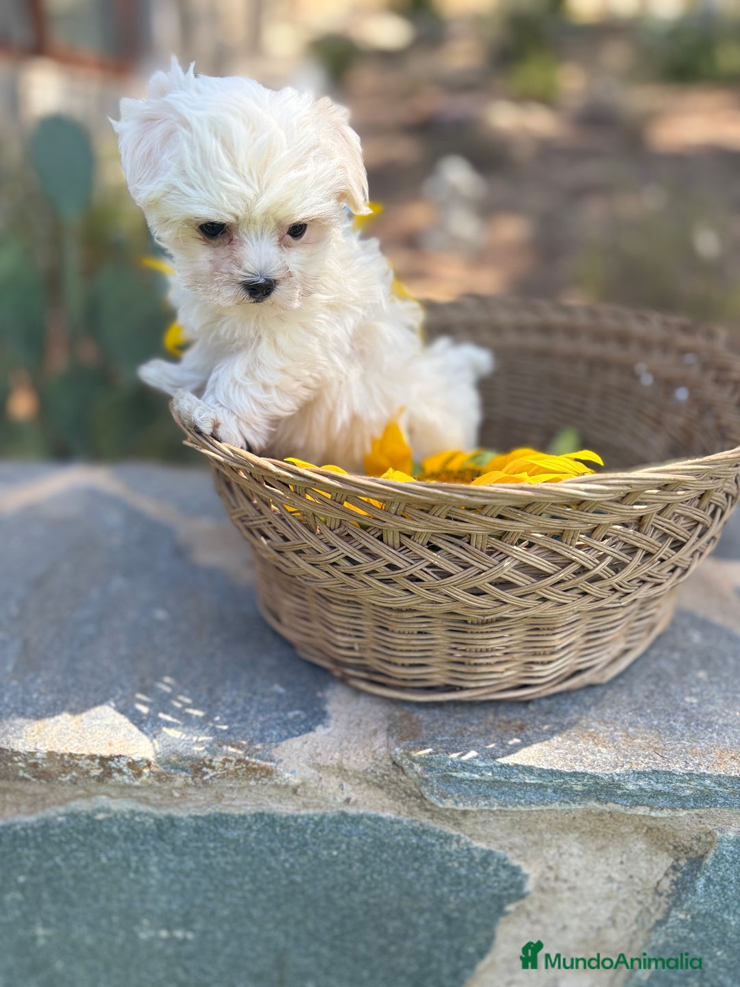 Bichón Maltés perros en venta: Bichon maltés alta calidad  - Imagen 2