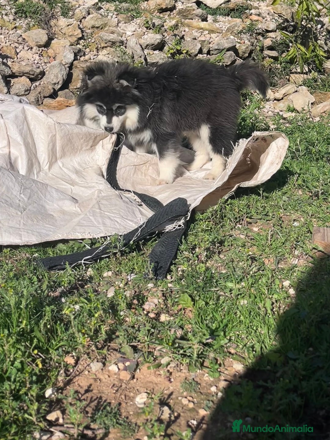 Pomsky perros en venta: Pomsky multigeneracional  - Anuncio 12