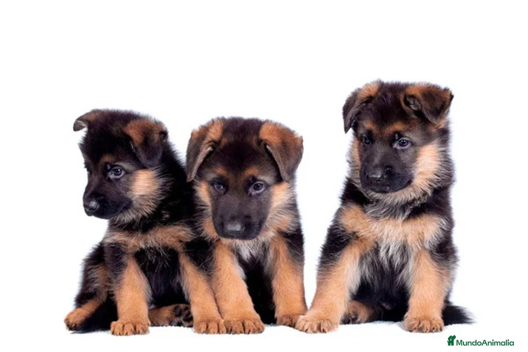 Pastor Alemán perros en venta: Tierno cachorrito bebé de Pastor Alemán - Imagen 1