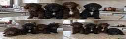 Perro de Agua Español perros en venta: PERRO DE AGUA - ALMERIA  - Anuncio 1