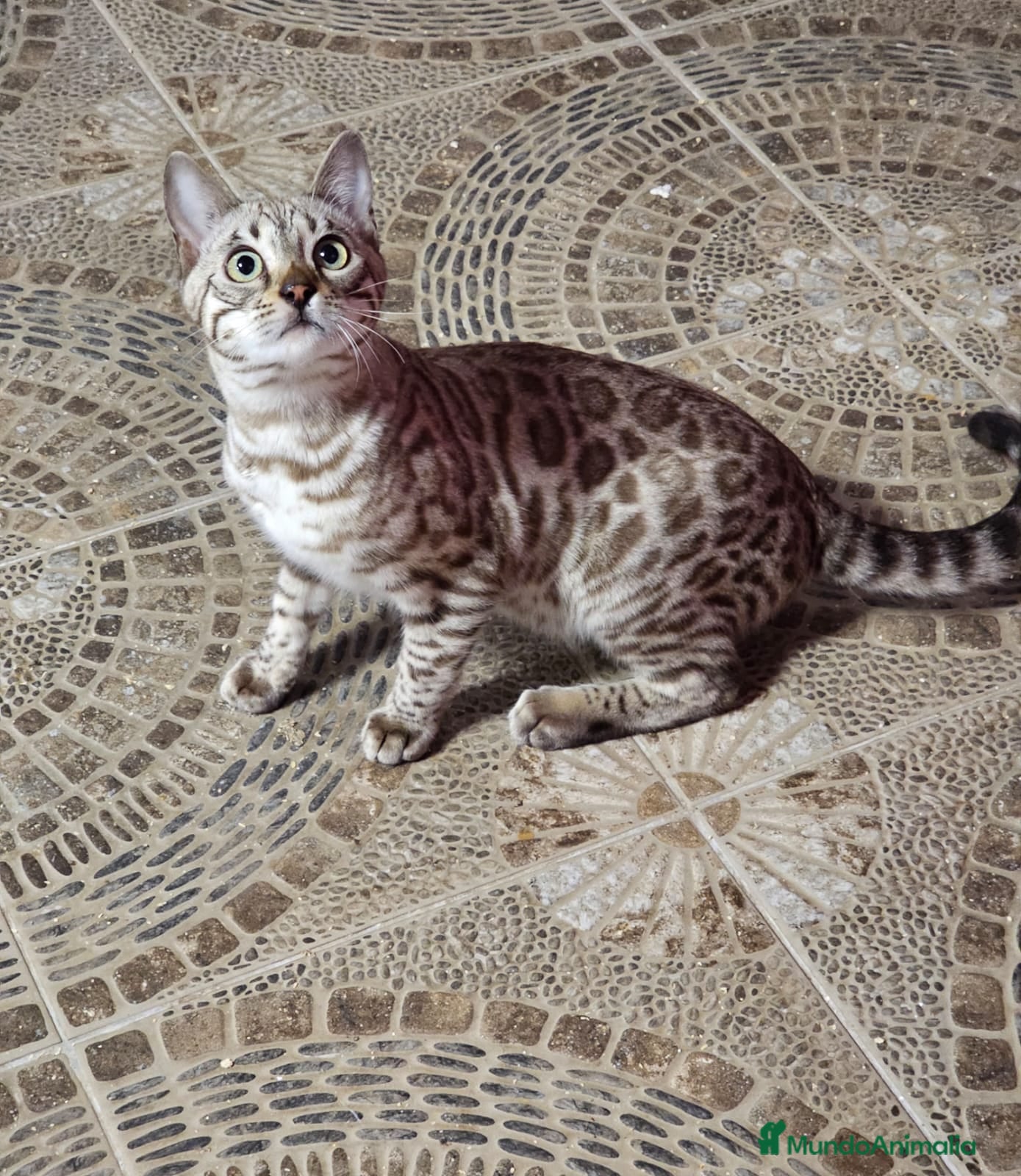 Bengalí gatos Macho Bengalí Silver  - Anuncio 2