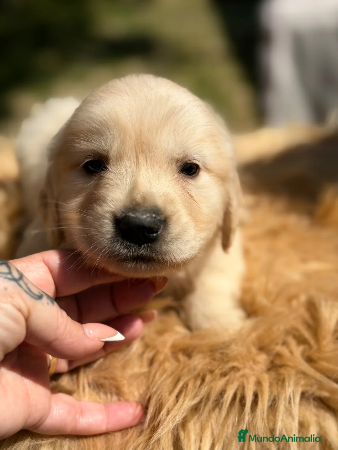Golden Retriever perros en venta: Golden macho  - Anuncio 2