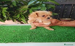 Maltipoo perros en venta: Maltipoo - Imagen 8
