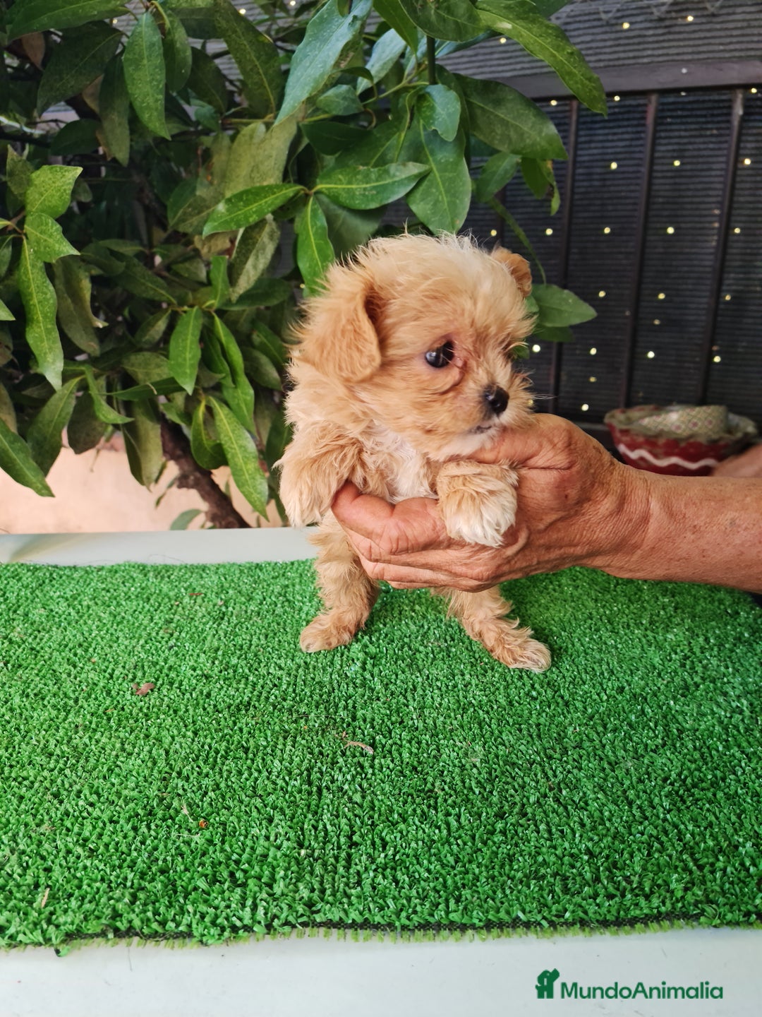 Maltipoo perros en venta: Maltipoo - Imagen 8