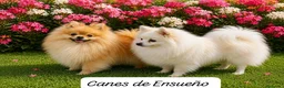 Pomerania perros en venta: Pomeranias sables y crema - Anuncio 1