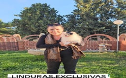 Pomerania perros en venta: HEMBRITA POMERANIA DIMINUTA  - Imagen 11