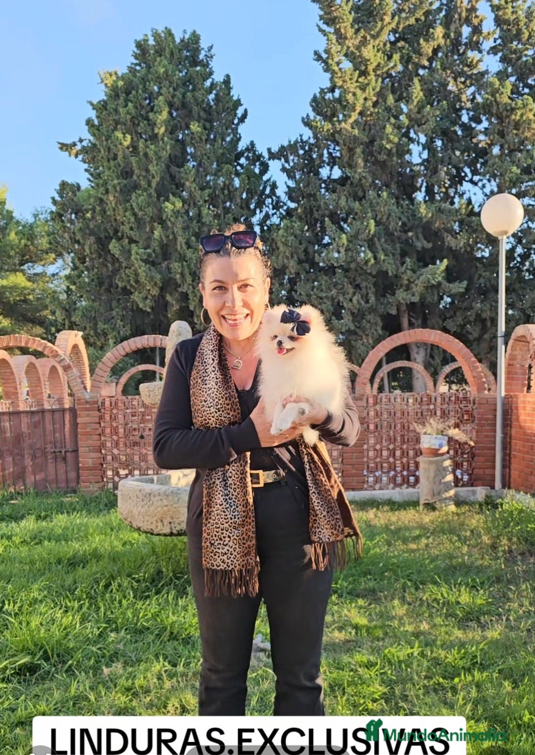 Pomerania perros en venta: HEMBRITA POMERANIA DIMINUTA  - Imagen 11