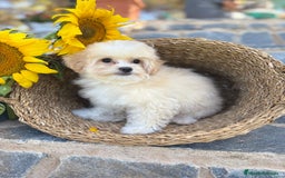 Maltipoo perros en venta: Maltipoo para entregar macho - Imagen 4