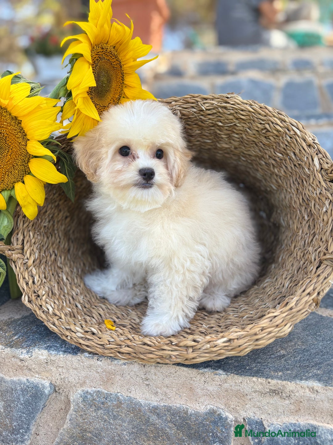 Maltipoo perros en venta: Maltipoo para entregar macho - Imagen 4