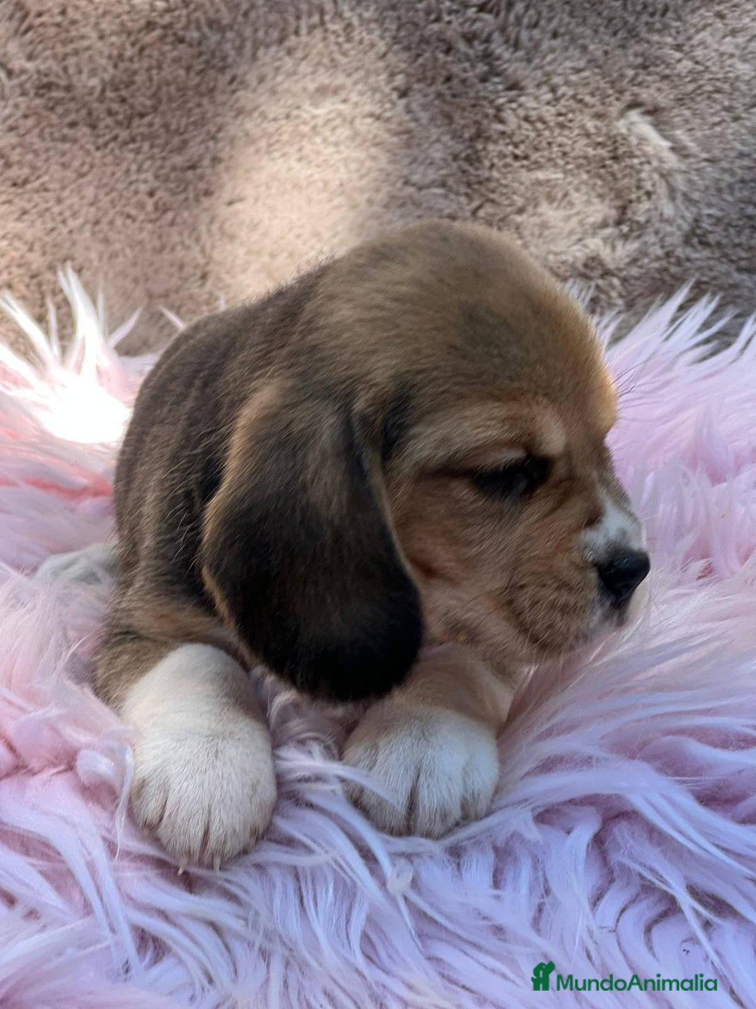 Beagle perros en venta: Beagle tricolor  - Imagen 7