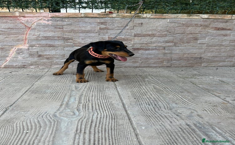 Terrier Alemán de Caza perros - Propaganda 2