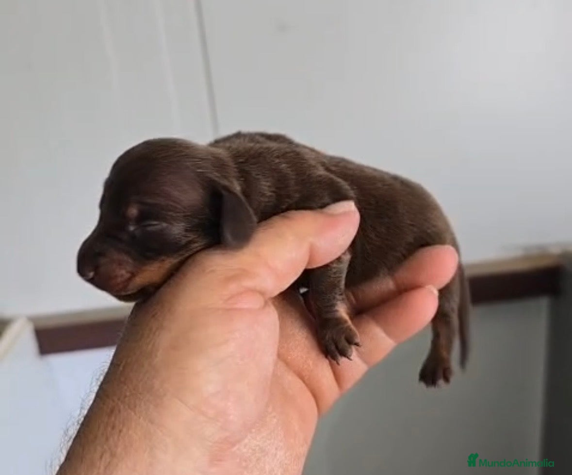 Teckel Miniatura perros Teckel chocolate macho🩵🐾 - Anuncio 1