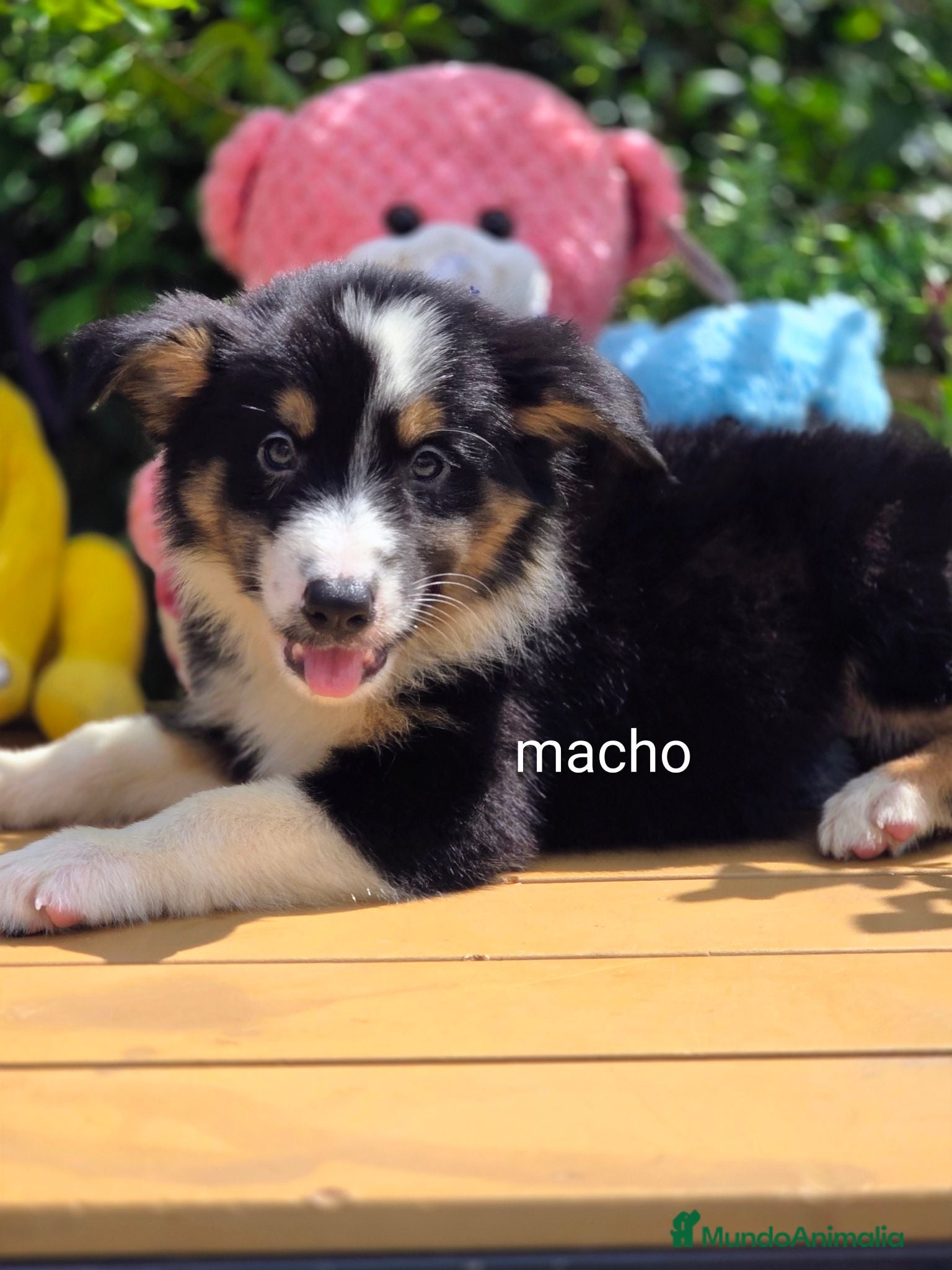 Border Collie perros Border collie - Anuncio 1