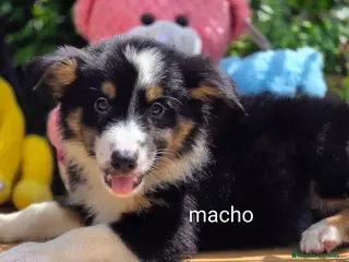Border Collie perros Border collie - Anuncio 1