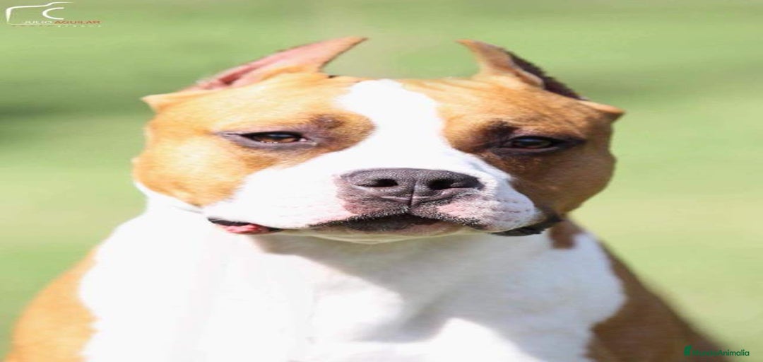 Imagen de galería {{count}}