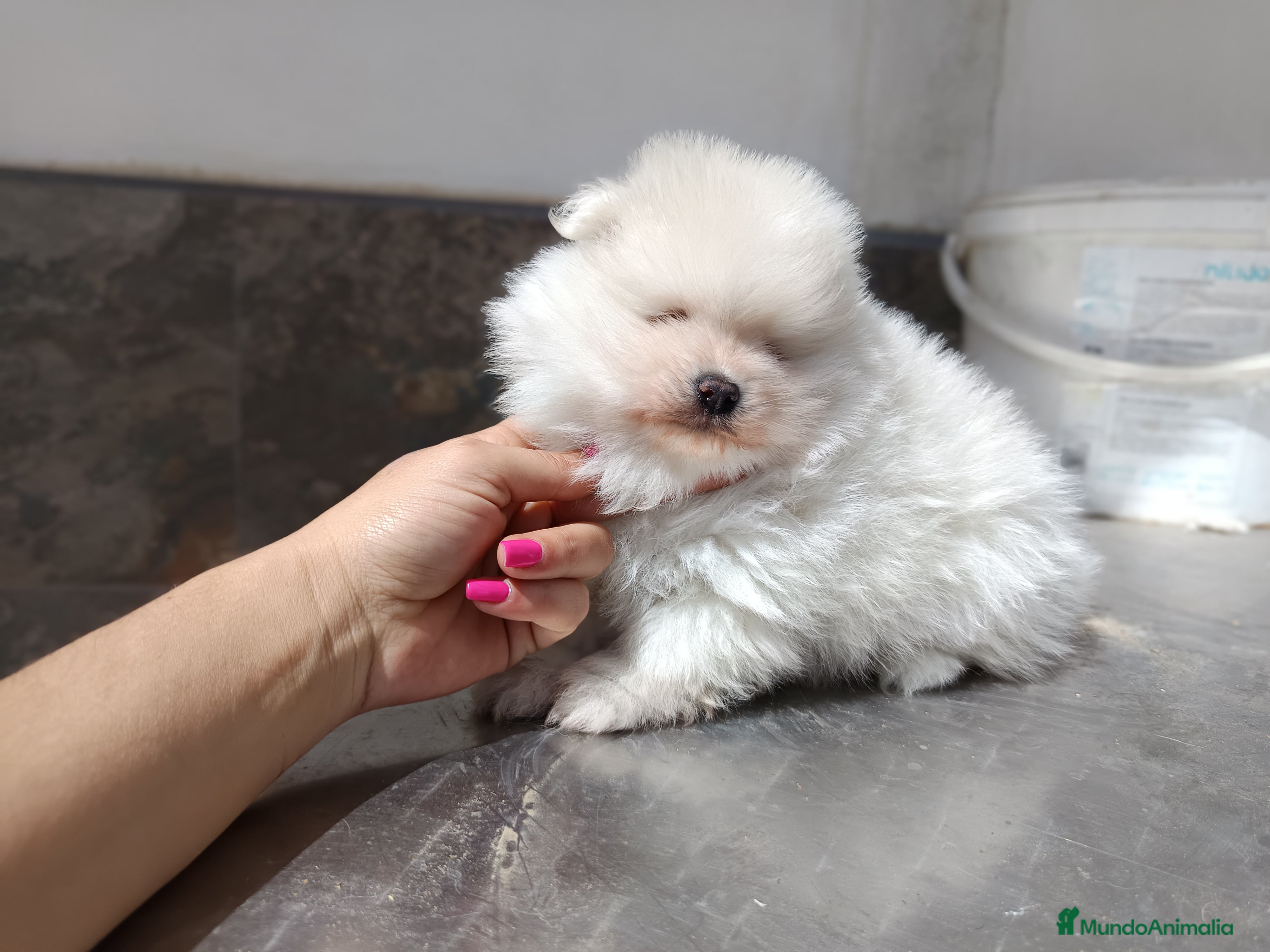 Pomerania perros Pomerania de Lulu  en Badajoz - Anuncio 2