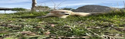 Golden Retriever perros en venta: Golden Retriever  - Anuncio 12