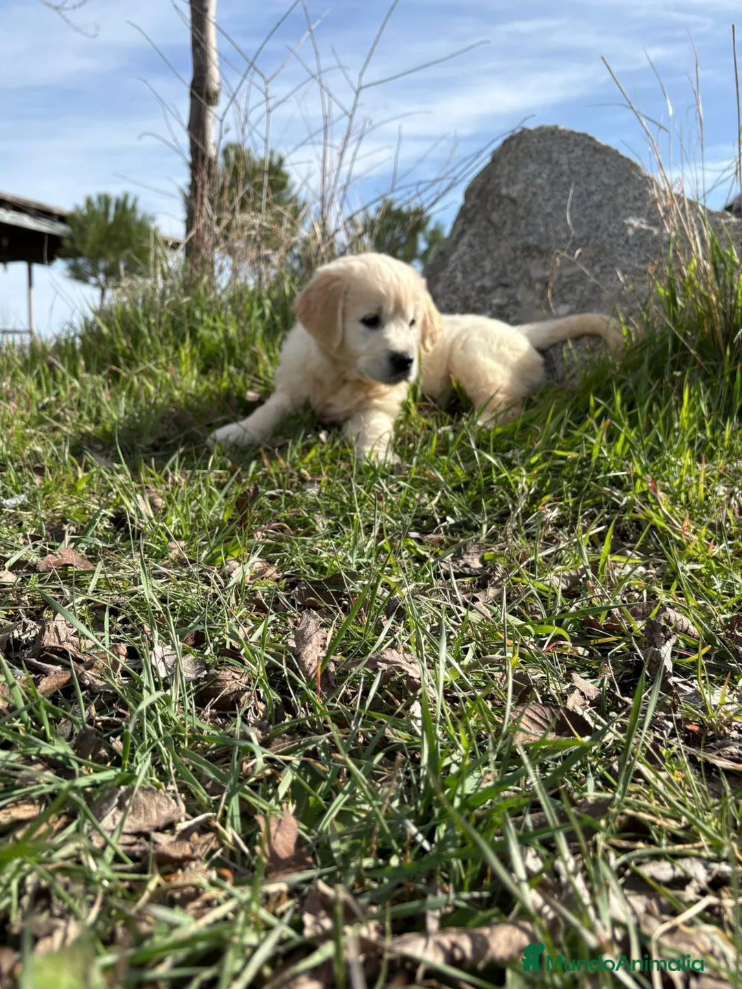 Golden Retriever perros en venta: Golden Retriever  - Anuncio 12