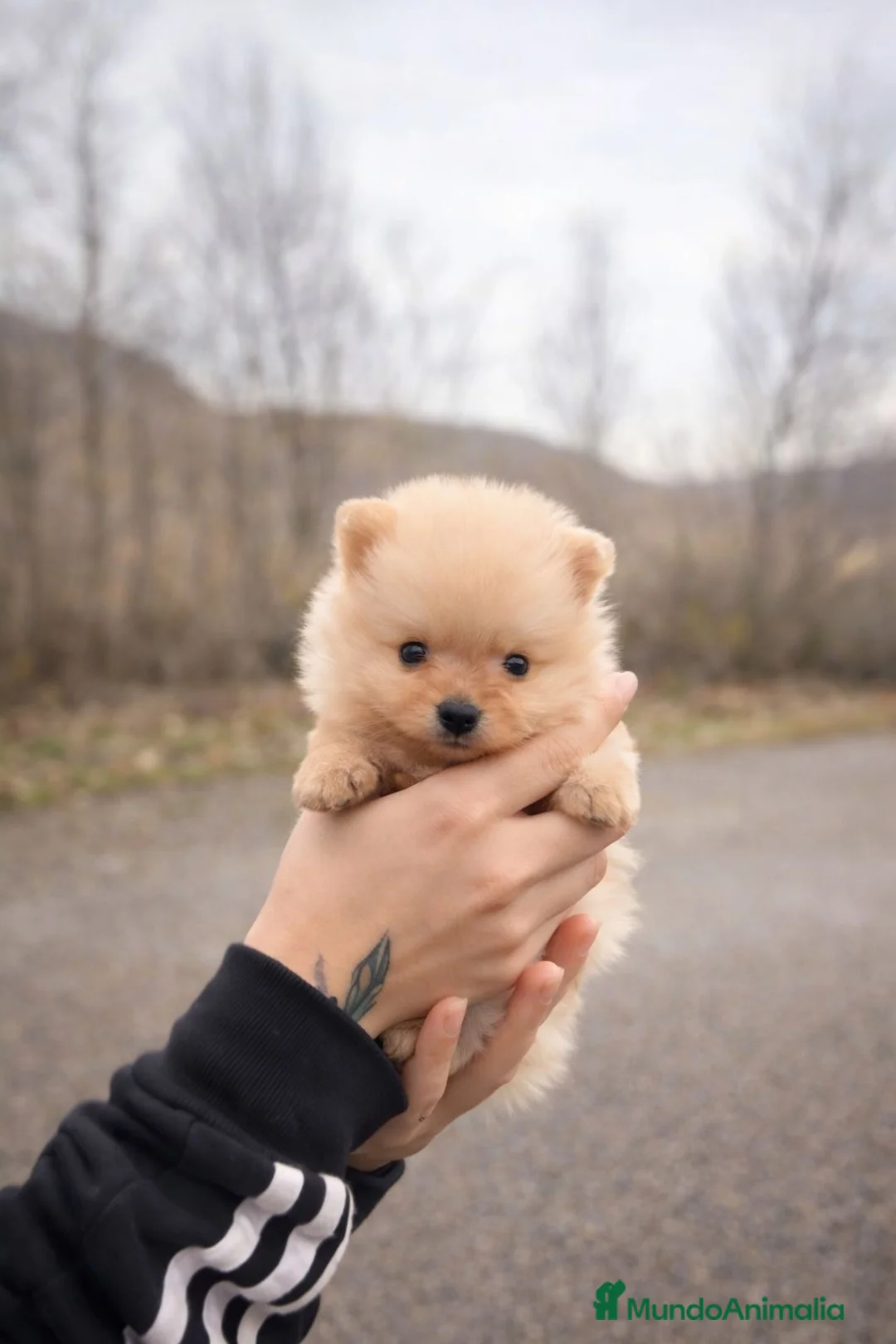 Pomerania perros en venta: Pequeña princesa Pomerania tamaño mini color crema - Anuncio 1
