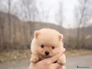 Pomerania perros Pequeña princesa Pomerania tamaño mini color crema - Anuncio 1