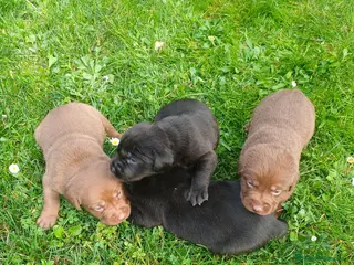 Labrador Retriever perros Labrador Retriever - Anuncio 3