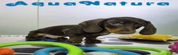 Teckel Miniatura perros en venta: Teckel Macho DCD 4842 AQUANATURA - Anuncio 7