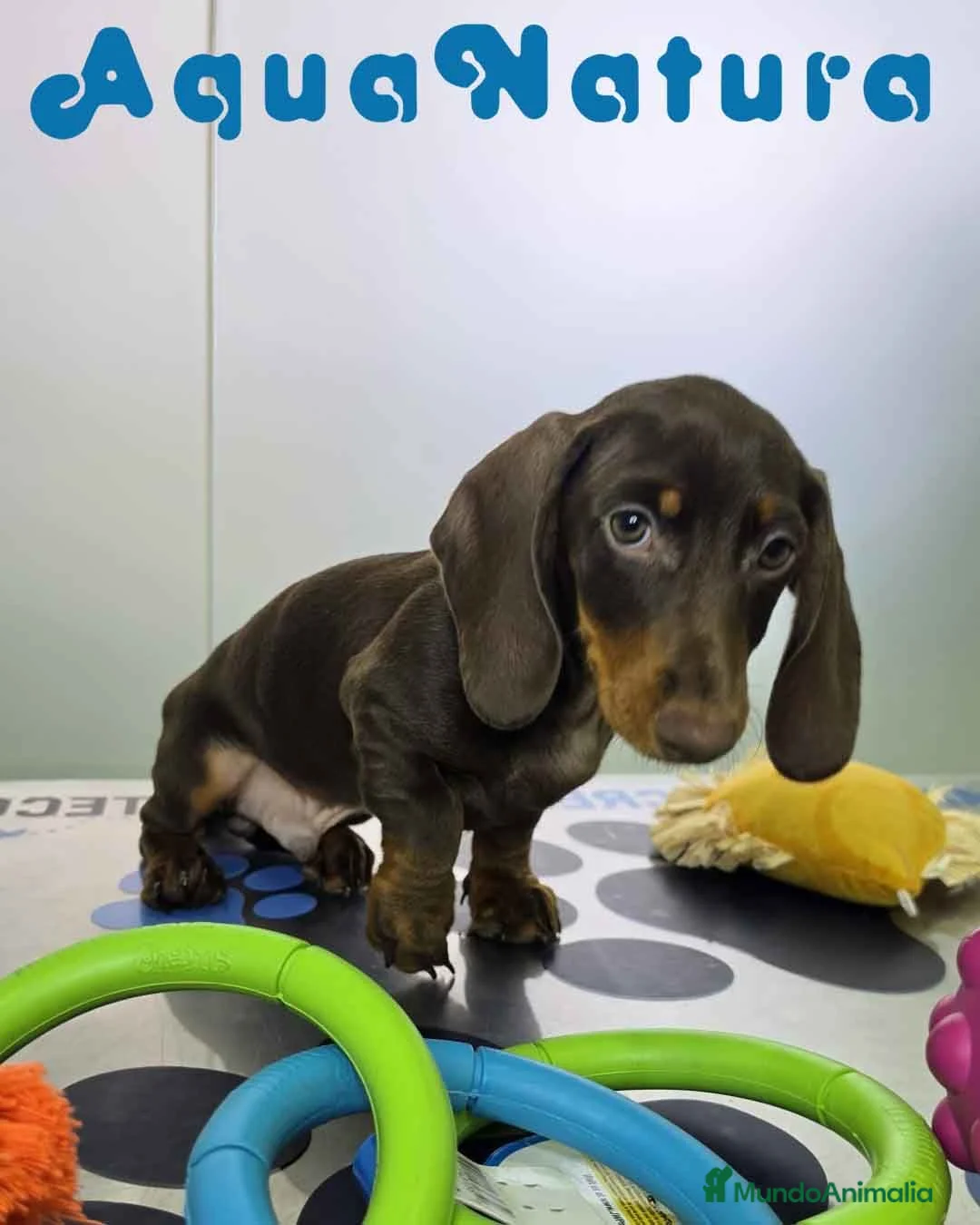 Teckel Miniatura perros en venta: Teckel Macho DCD 4842 AQUANATURA - Anuncio 7