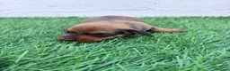 Teckel Miniatura perros en venta: Teckel Miniatura - Anuncio 9