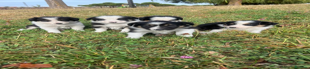 Border Collie Cachorro 3