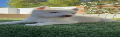 Husky Siberiano 3