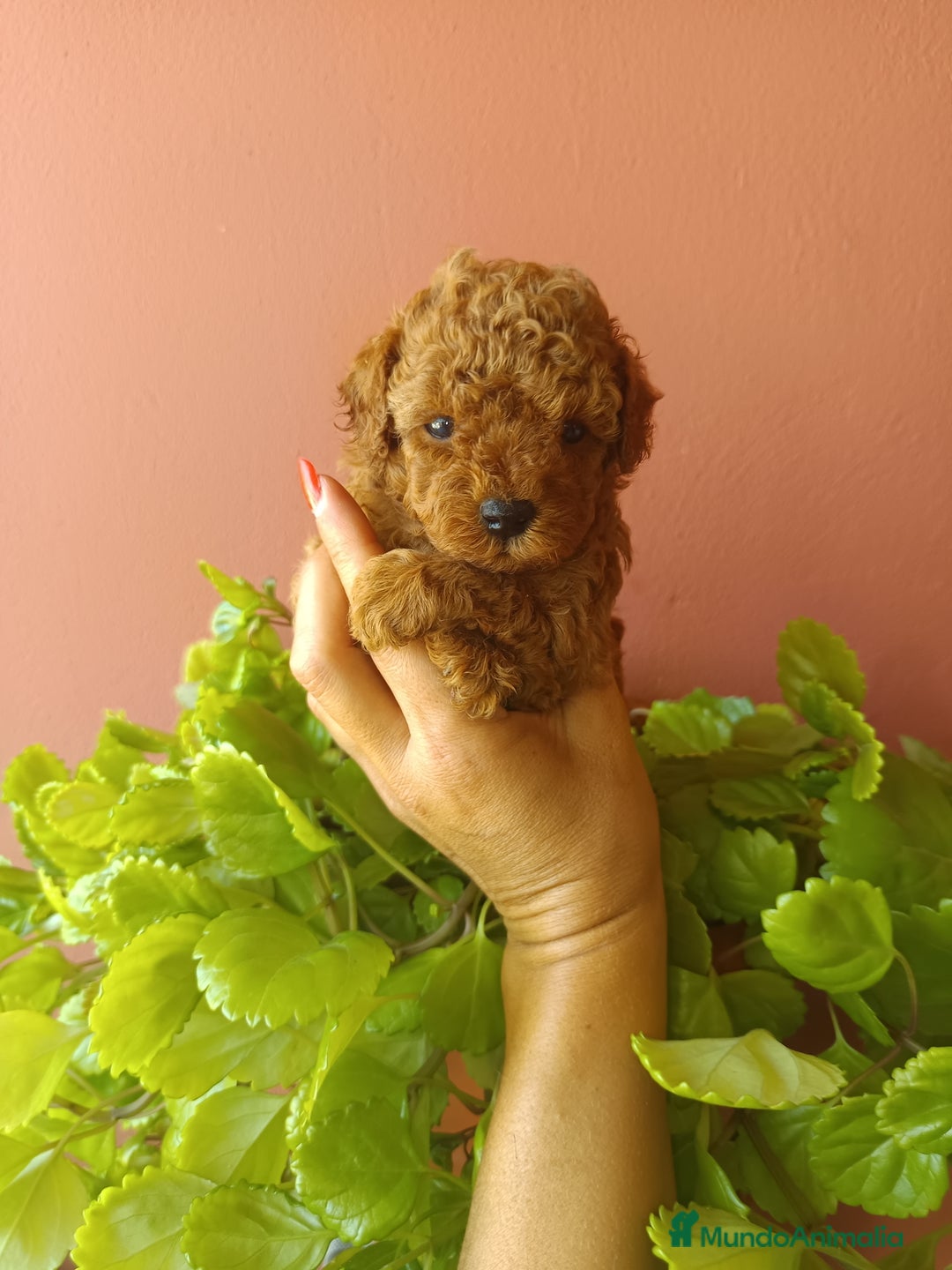 Caniche Toy perros en venta: Caniche toy rojo - Imagen 5