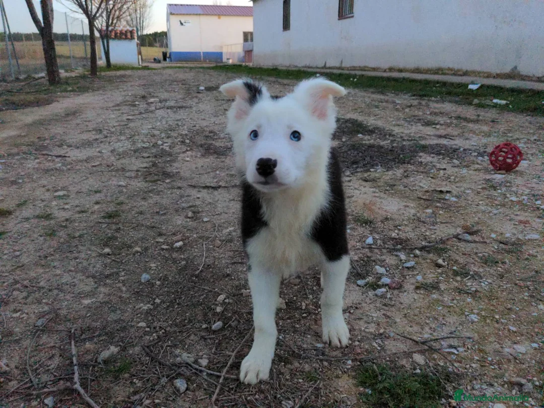 Border Collie perros en venta: Camada de border collie - Anuncio 6