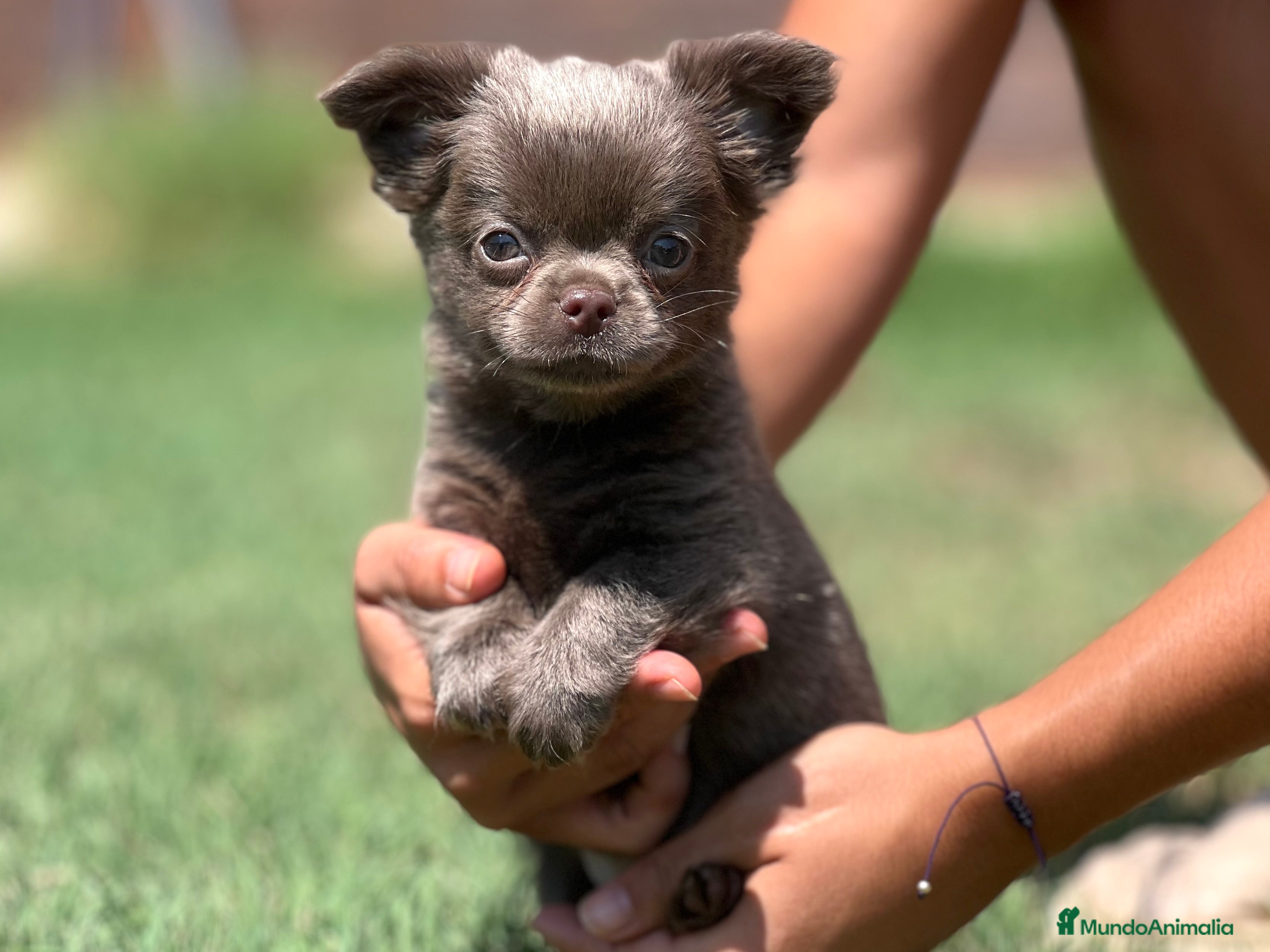 Chihuahua perros EXCELENTE CHIHUAHUA LILAC PELO LARGO - Anuncio 8