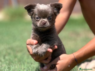 Chihuahua perros EXCELENTE CHIHUAHUA LILAC PELO LARGO - Anuncio 3