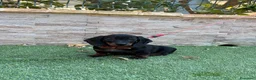 Teckel perros en venta: Cachorro teckel  - Anuncio 2