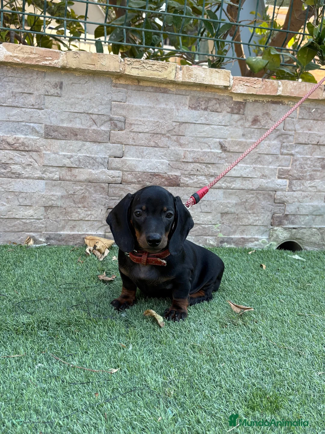 Teckel perros en venta: Cachorro teckel  - Anuncio 2