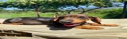 Teckel Miniatura perros en venta: TECKEL MINIATURA MACHO  - Anuncio 3