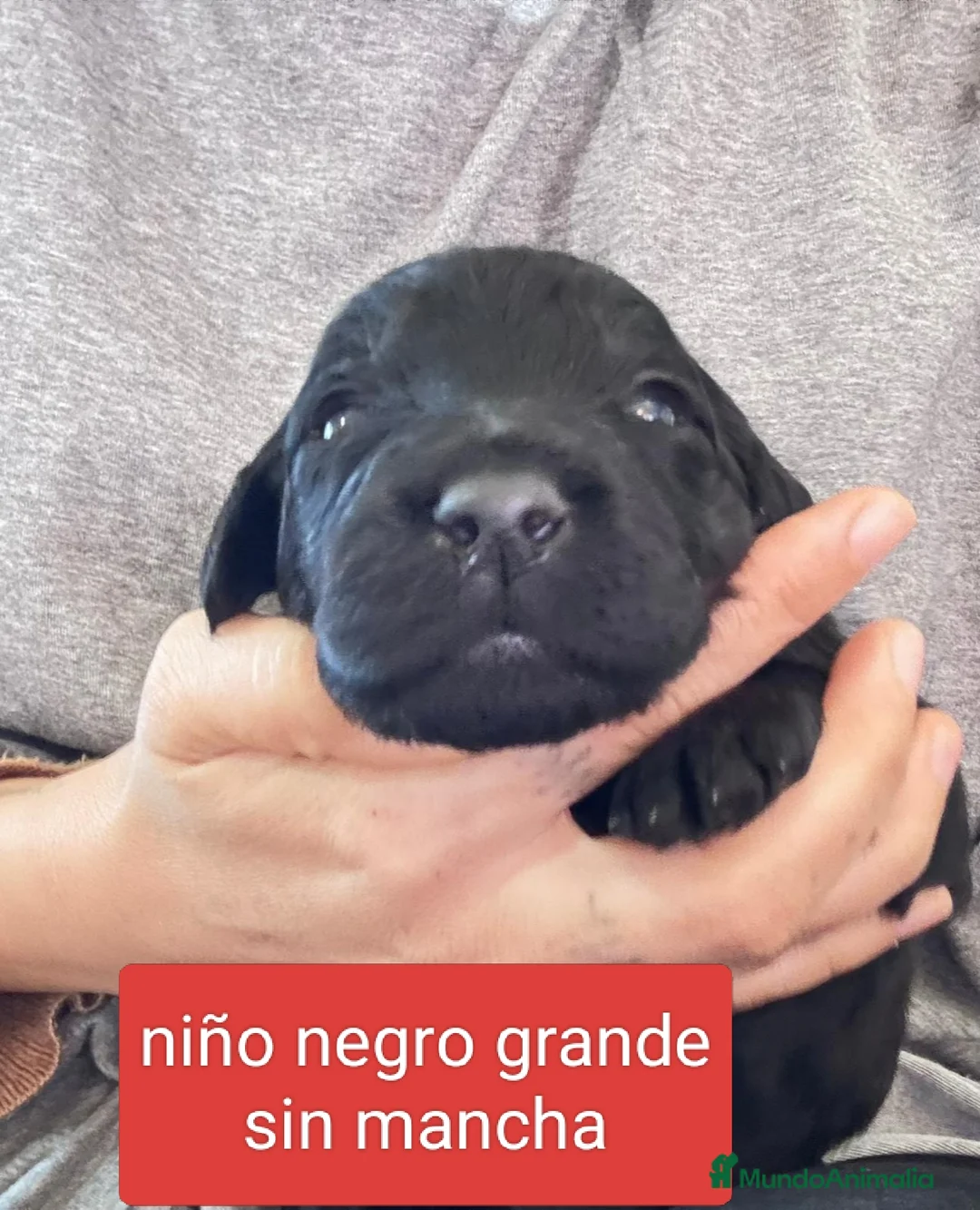 Labradoodle perros en venta: Preciosos cachorros labradoodle - Anuncio 6