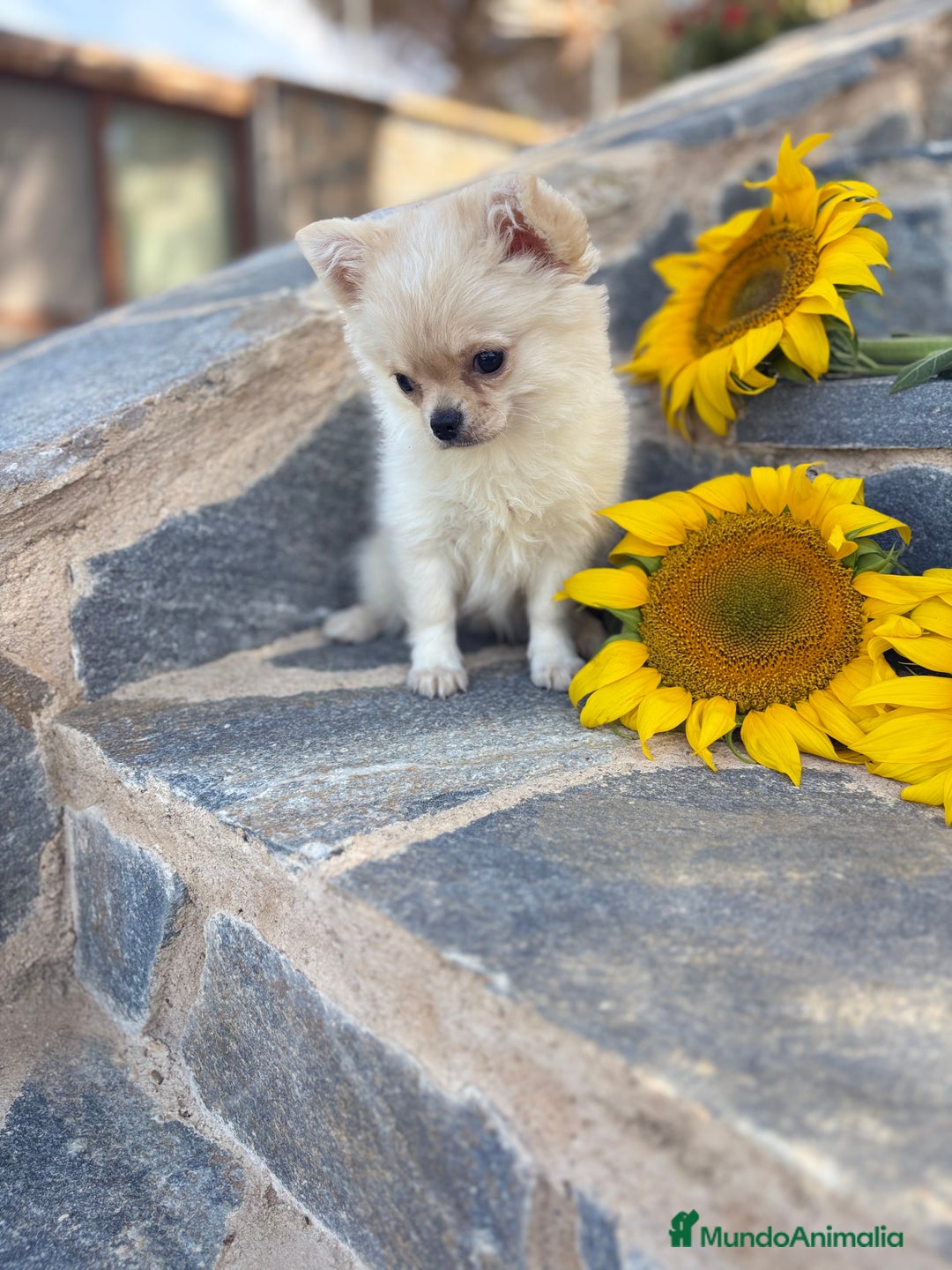 Chihuahua perros en venta: Chihuahua de pelo largo  - Imagen 1