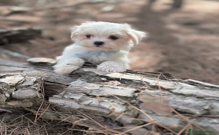 Bichón Maltés perros Bichon maltés líneas americanas y coreanas!! - Anuncio 1