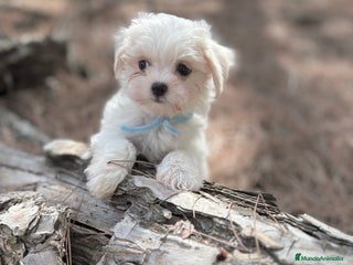 Bichón Maltés perros Bichon maltés líneas americanas y coreanas!! - Anuncio 1