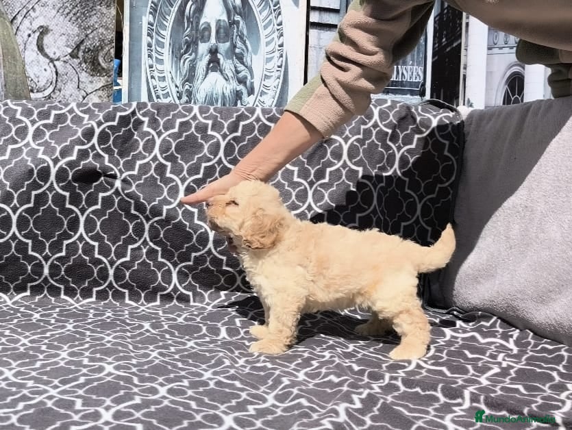 Perro de Agua Español perros Perros de agua  - Anuncio 1