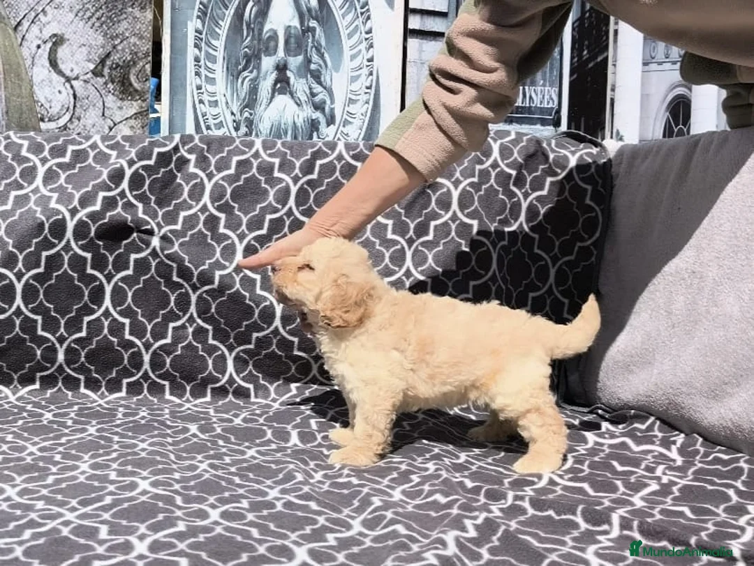 Perro de Agua Español perros en venta: Perros de agua  - Anuncio 1