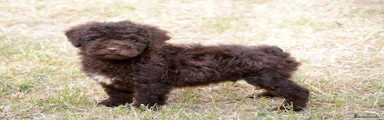LAMIL , MACHO MARRON 